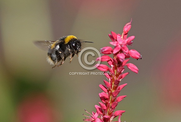 White tailed bumble Bee