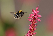 White tailed bumble Bee