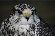 Gyr Falcon (Falco rusticolus)