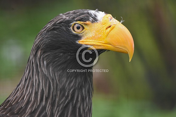 Steller Sea Eagle