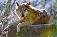 Wolf on a log