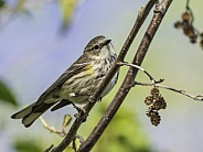Myrtle Yellow-rumped Warbler in Fairbanks, Alaska