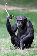 Chimpanzee (Pan troglodytes)