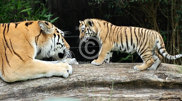Tiger with cub