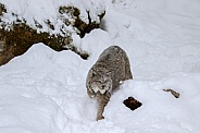 Canada Lynx