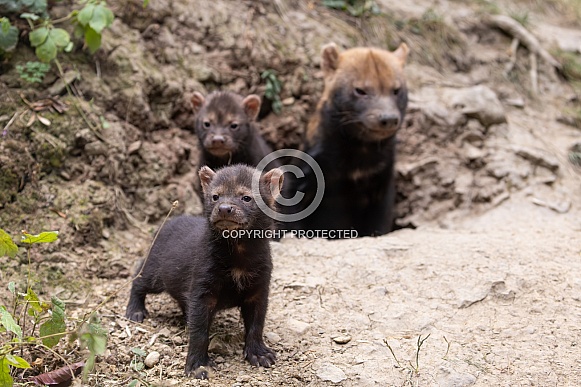 Bush Dogs