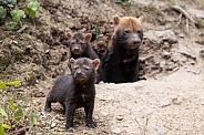 Bush Dogs
