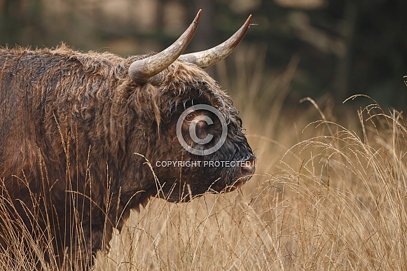 Highland Cow Highland Cow