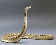 Red Diamondback Rattlesnake