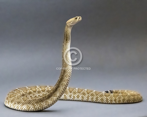 Red Diamondback Rattlesnake