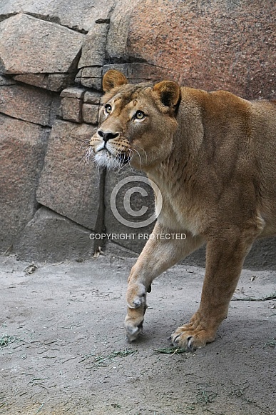 Lion