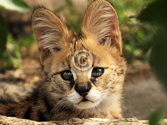 Serval Kitten Serval Kitten