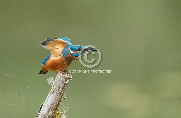 Kingfisher