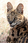 Serval Cat