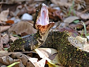 Cottonmouth