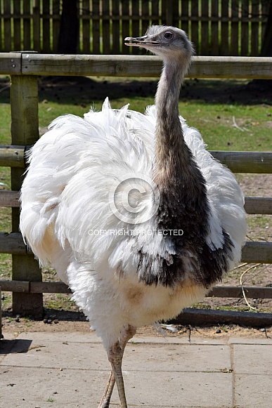 Greater Rhea