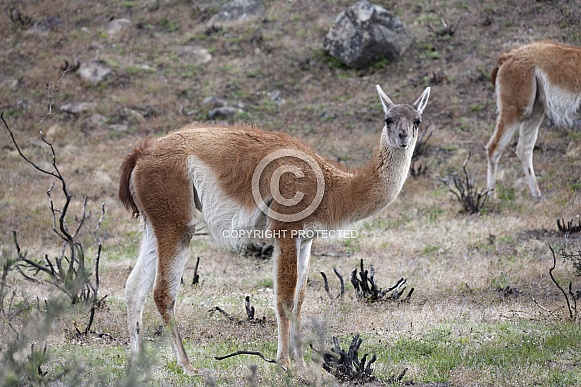 Guanaco - Patagonia - Chile