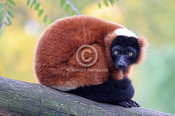 The red ruffed lemur (Varecia rubra) The red ruffed lemur (Varecia rubra)