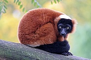 The red ruffed lemur (Varecia rubra)
