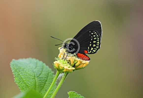 Minyas Cycadian Minyas Cycadian