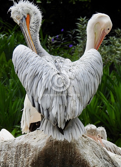Dalmatian Pelican Dalmatian Pelican