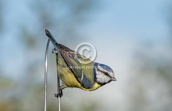 Blue tit Blue tit