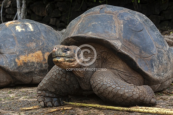 Giant Galapagos Tortoise Giant Galapagos Tortoise