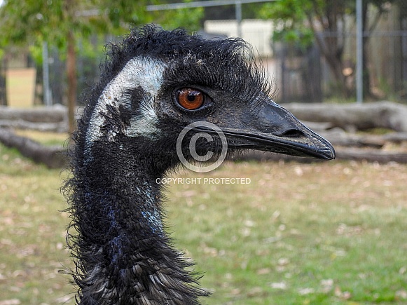 Emu Emu