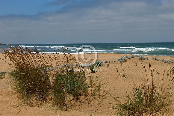 Seascape with foliage - Skhirat beach (Morocco)