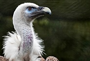 Griffon Vulture Close Up Head Shot