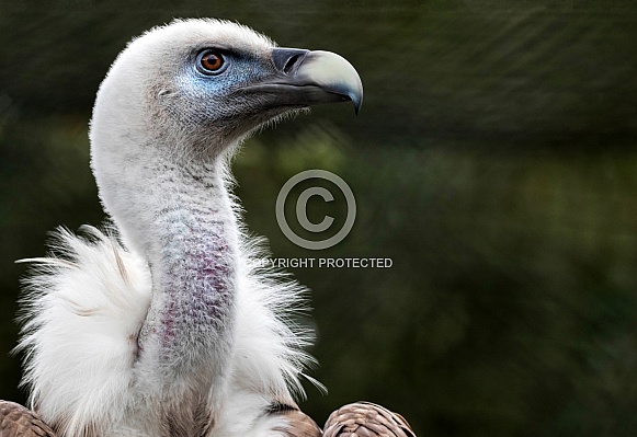 Griffon Vulture Close Up Head Shot