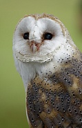 Barn Owl