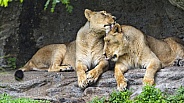 Lionesses