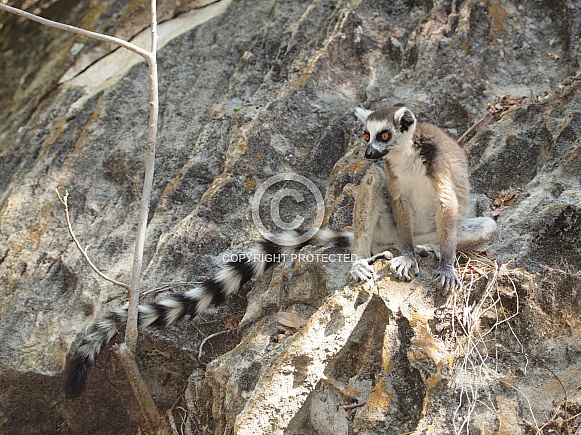Ring-tailed Lemur (Lemur Catta)