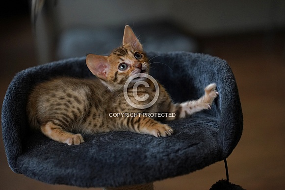 Savannah Cat