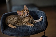 Savannah Cat