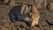 Male Leopard Drinking