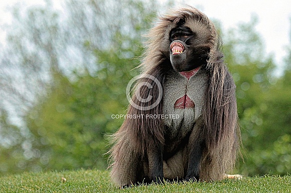 Gelada Baboon Gelada Baboon