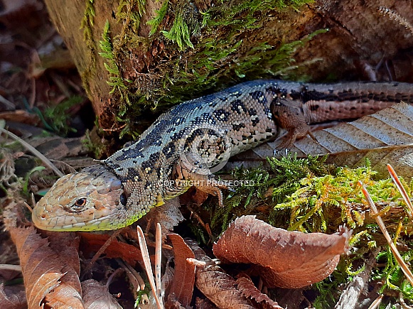 female sand lizard in April, Lacerta agilis female sand lizard in April, Lacerta agilis
