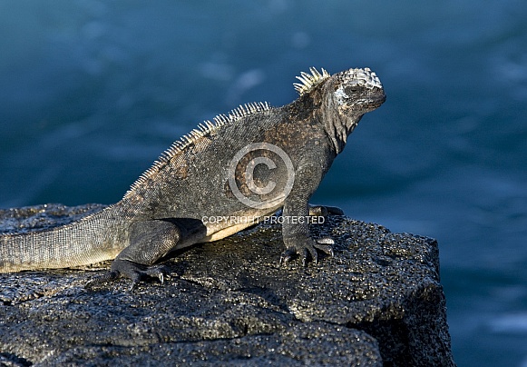 Marine Iguana - Galapagos Islands - Ecuador Marine Iguana - Galapagos Islands - Ecuador