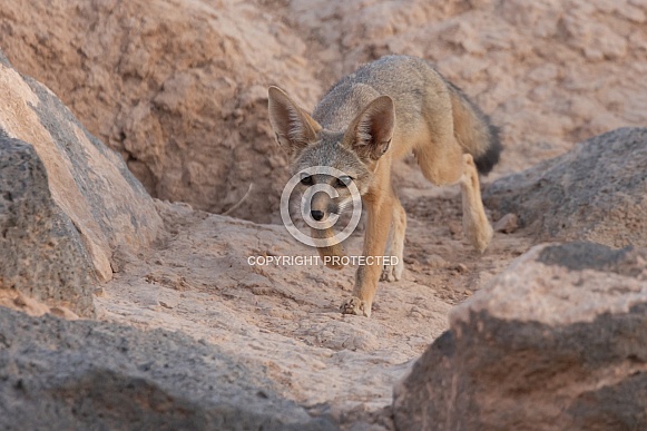 Kit Fox, Vulpes macrotis