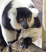 Lemur