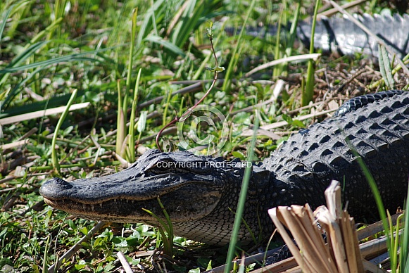 Alligator