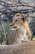 Lion cub - Botswana - Africa