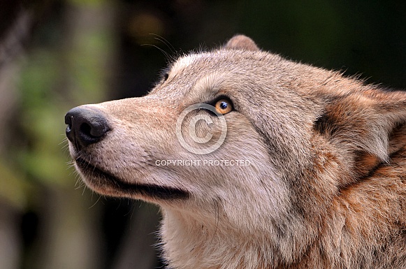 Grey Wolf Grey Wolf
