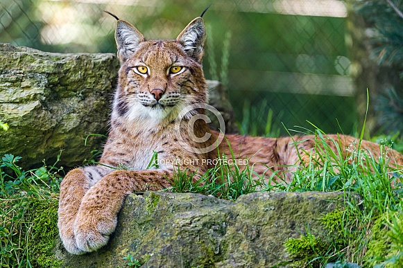 Lynx Lynx