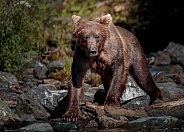 Bear walking down the rocky shoreline