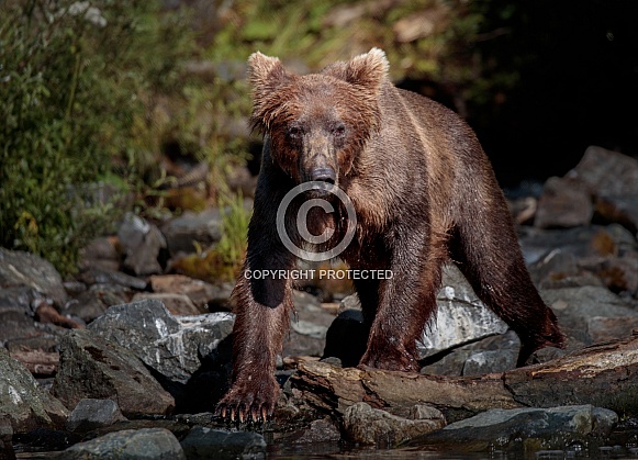 Bear walking down the rocky shoreline Bear walking down the rocky shoreline