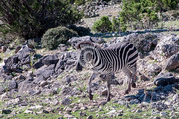 Zebra Trot Zebra Trot