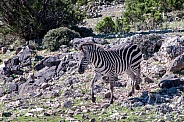 Zebra Trot
